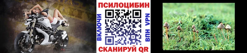 Псилоцибиновые грибы Psilocybine cubensis Кореновск